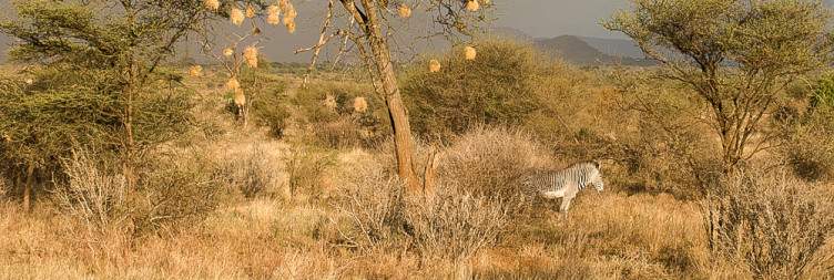 Samburu National Reserve Exploration