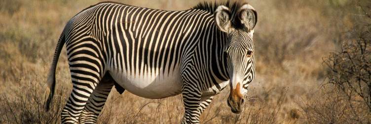 Nanyuki- Samburu National Reserve