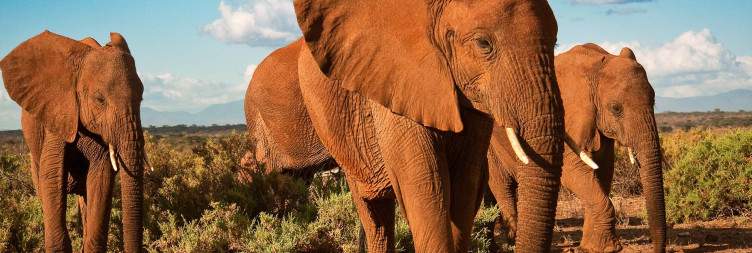 Arrival and Samburu National Reserve