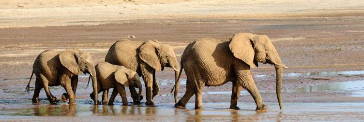 Samburu - Samburu