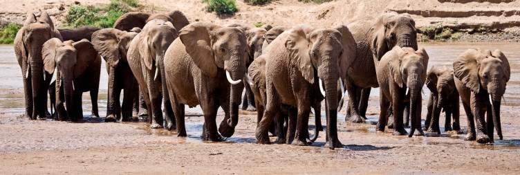 Full-Day Samburu Wildlife Safari