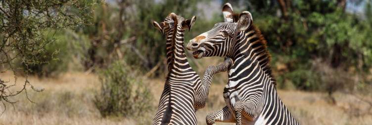 Samburu National Reserve