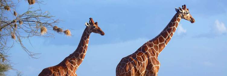 Meru National Park - Samburu National Reserve