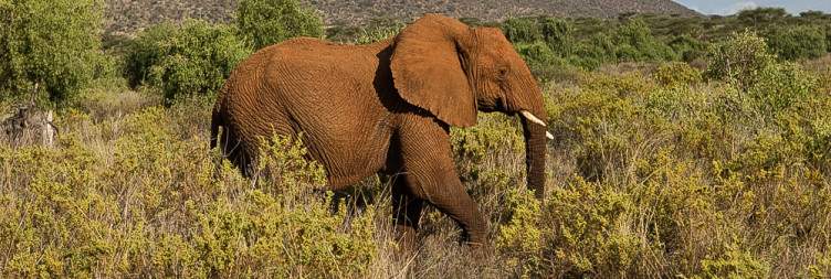 Full day Samburu