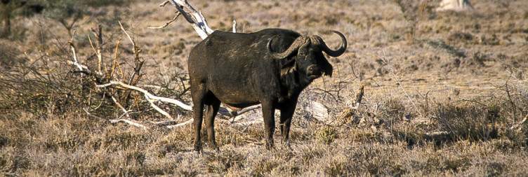 Shaba National Reserve & Kalama Conservancy