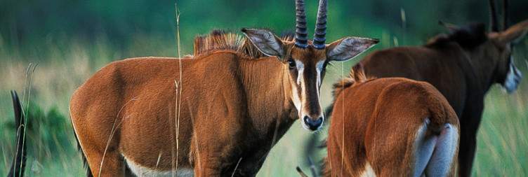 Safari at Shimba Hills National Reserve