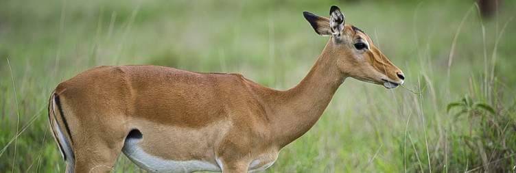 Tsavo East /Taita Hills Wildlife Sanctuary