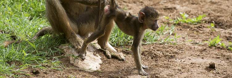 Tsavo West - Taita Hills Wildlife Sanctuary