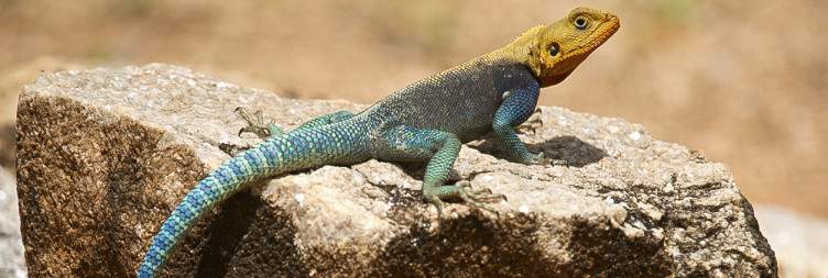 Coast – Taita Hills Wildlife Sanctuary