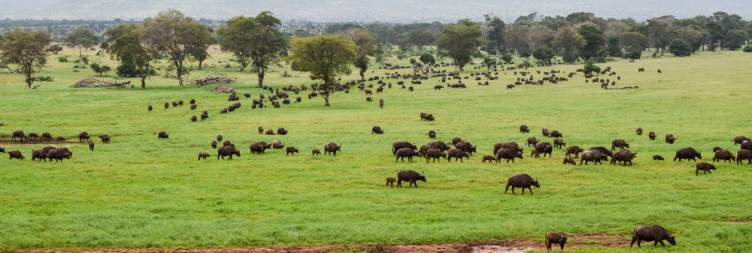 Taita Hills Wildlife Sanctuary