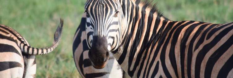 Diani Beach to Salt Lick Safari Lodge