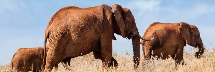 Mombasa – Taita Hills Wildlife Sanctuary