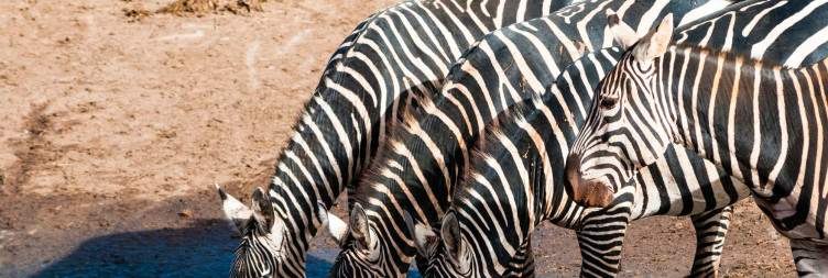 Tsavo West – Taita Hills Wildlife Sanctuary