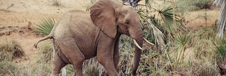Malindi/ Watamu - Tsavo East