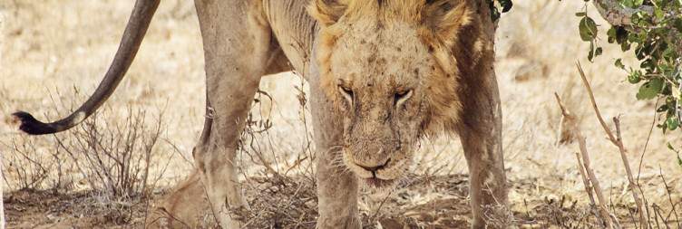 Mombasa to Tsavo East