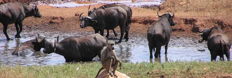 In Search of the Red Devils of Tsavo East