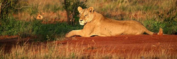 Amboseli- Tsavo East National Park