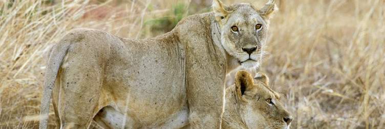 Diani to Tsavo East National Park Safari – Wildlife and Scenic Adventure