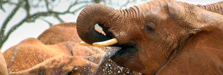 Journey from Mombasa Island to Tsavo East National Park