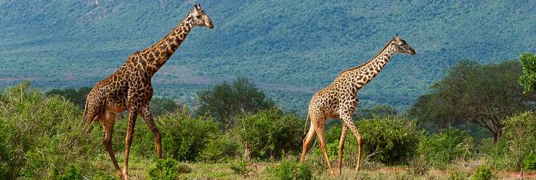Amboseli National Park - Tsavo East