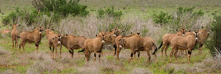 Amboseli to Tsavo East National Park