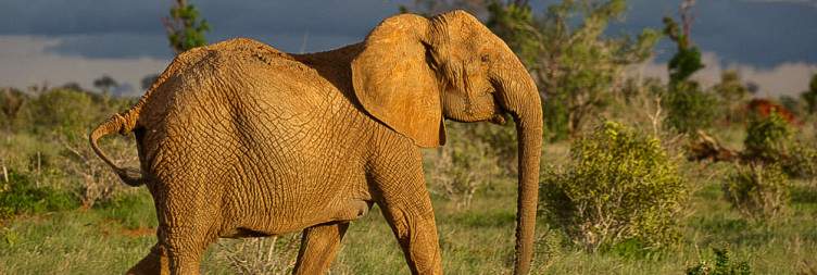 Diani - Tsavo East National Park