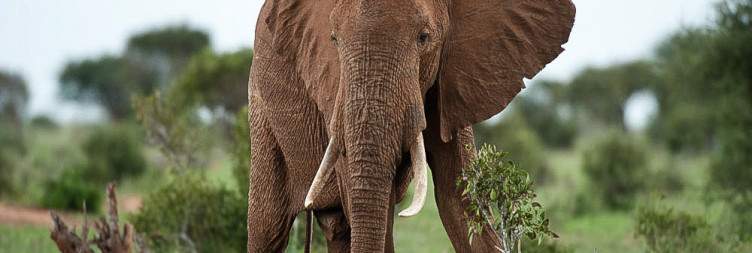Tsavo West -Tsavo East National Park