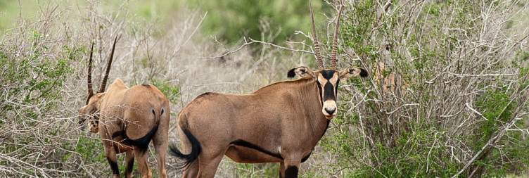 Tsavo East National Park