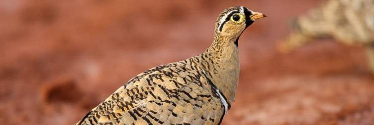 Transfer to Tsavo East National Park