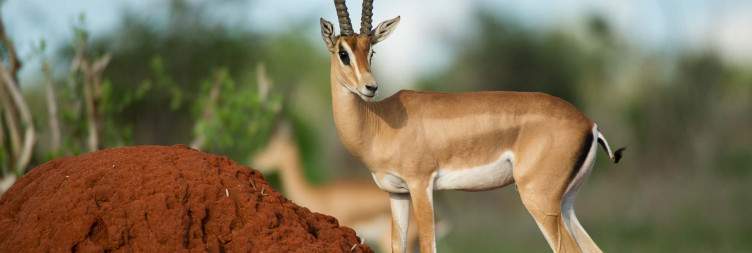 Mombasa - Tsavo East National Park