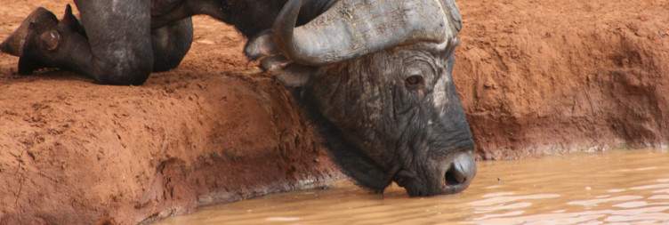 Tsavo West-Tsavo East National Park