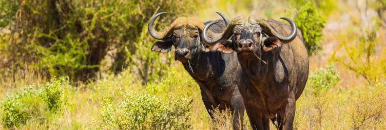 Full-Day Tsavo East National Park Safari