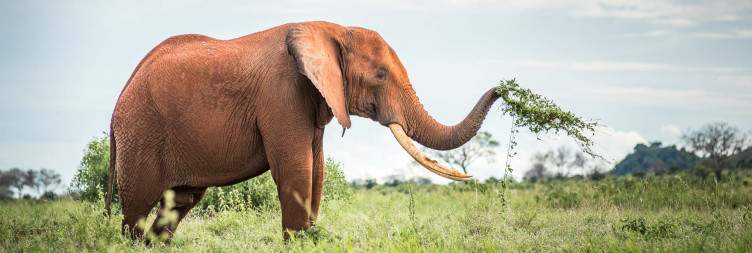Mombasa/Diani to Tsavo East National Park