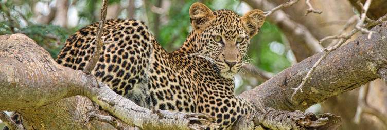 Tsavo East Full Day