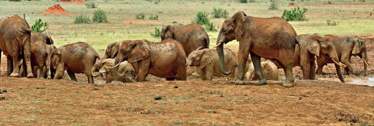 Mombasa to Tsavo East National Park– The Gateway to Wilderness