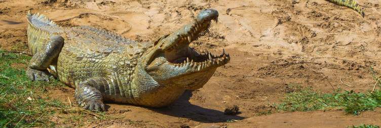 Tsavo West-Tsavo East National Park