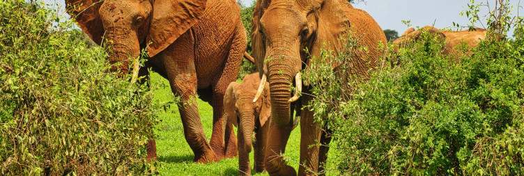 Amboseli National Park - Tsavo East National Park