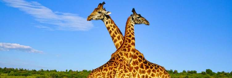 Tsavo West – Tsavo East National Park