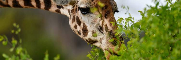 Tsavo East National Park