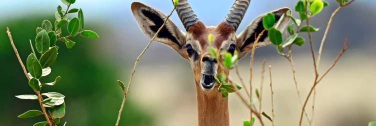 Tsavo West – Tsavo East National Park