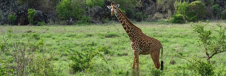 Amboseli national park -Tsavo West National Park