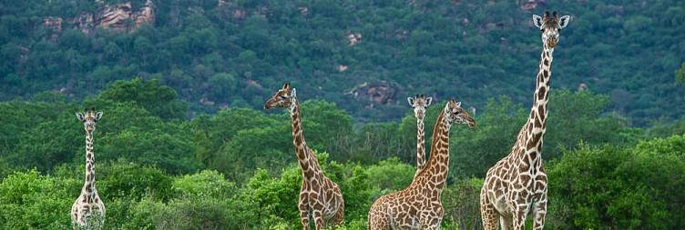 Tsavo East to Tsavo West