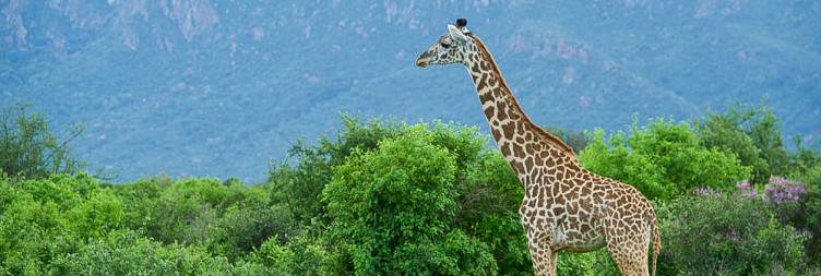 Nairobi - Tsavo West NP