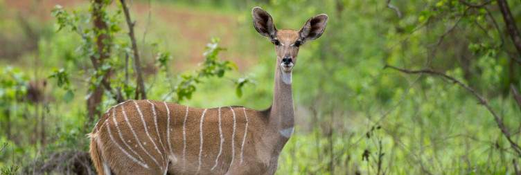 Amboseli National Park- Tsavo West National Park