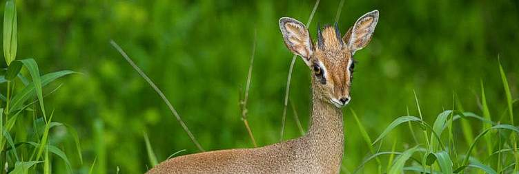 Amboseli to Tsavo West – Wilderness and Night Safari Adventure