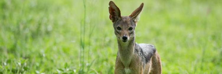 Nairobi-Tsavo West National Park