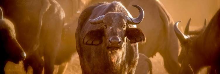 Tsavo East to Tsavo West National Park