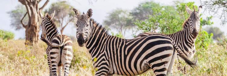 Amboseli – Tsavo West National Park
