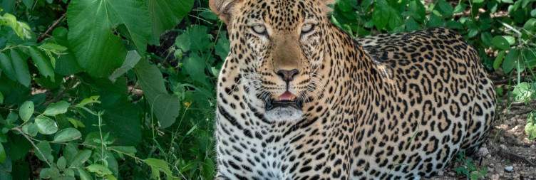 Amboseli to Tsavo West – Volcanic Landscapes