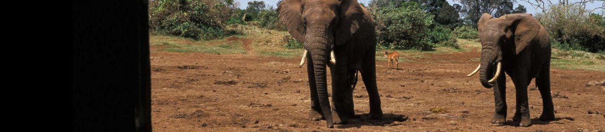 4-Day Mombasa or Diani - Tsavo East - Amboseli - Nairobi